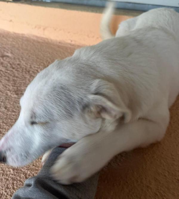 CUCCIOLA SIMIL LABRADOR Foto 3